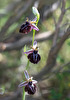 Ophrys spruneri subsp. grigoriana, Grigoria, Crete 2017-04-08