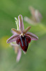 Ophrys spruneri, Crete 2017-04-10
