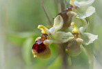 Ophrys tenthredinifera subsp. dictynnae, Crete 2017-04-05