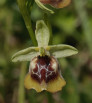 Ophrys calliantha x biancae ?, Sicily 2012-04-27