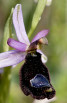 Ophrys explanata, Sicily 2012-04-27
