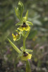 Ophrys lacaitae, Sicily 2012-04-27
