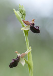 Ophrys ligustica, Saint-Vallier-de-Thiey 2011-05-18