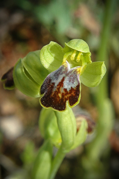 Ophrys bilunulata subsp. punctulata, Peloponnesos (Gr.) 20104-04-13