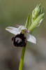 Ophrys bertolonii x biscutella, Gargano (It.) 2011-01-24