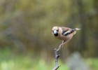 Stenknäck / Hawfinch / Coccothraustes coccothraustes