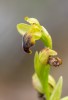 Ophrys cinereophila, Lesvos (Gr.) 2018-04-11