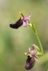 Ophrys bertoloniformis, Gargano (It.) 2016-04-17