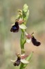 Ophrys bertoloniformis, Gargano (It.) 2016-04-22