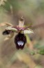 Ophrys bertoloniformis, Gargano (It.) 2016-04-22