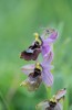 Ophrys bertolonii x neglecta, Gargano (It.) 2016-04-22
