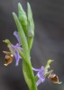 Ophrys minutula, Lesbos (Gr.) 2018-04-10