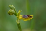 Ophrys sicula, Lesbos (Gr.) 2018-04-11