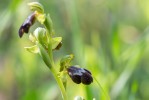 Ophrys_sitiaca_11Ophrys sitiaca, Lesbos (Gr.) 2018-04-10