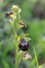 Ophrys sitiaca, Lesbos (Gr.) 2018-04-10