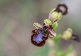 Spegelofrys, Ophrys speculum, ett exempel på en art som sågs sällan och endast en gång med en blomma kvar.