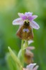 Ophrys lesbis, Lesbos (Gr.) 2018-04-10