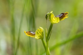 Gul ophrys, Ophrys sicula