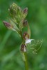 Himantoglossum comperianum, Lesvos (Gr.) 2018-04-15