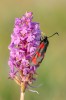 Gymnadenia conopsea, Zygaena sp. pollinerar, Blomsöy (No.) 2018-07-19