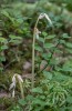 Epipogium aphyllum (knopp), miljö, Öresjö, Trollhättan 2016-07-25