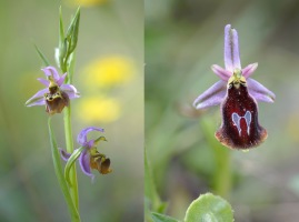 Ophrys homeri och Ophrys ferrum-equinum ssp. labiosa