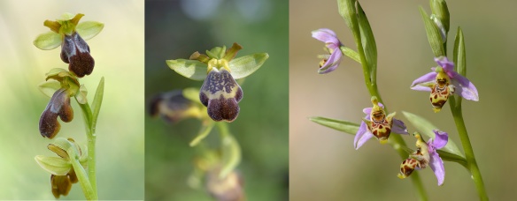 Från vänster: Ophrys pelinaea, Ophrys sitiaca och Ophrys oestrifera