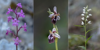 Orchis quadripunctata,  Ophrys reinholdii,  Cephalanthera longifolia