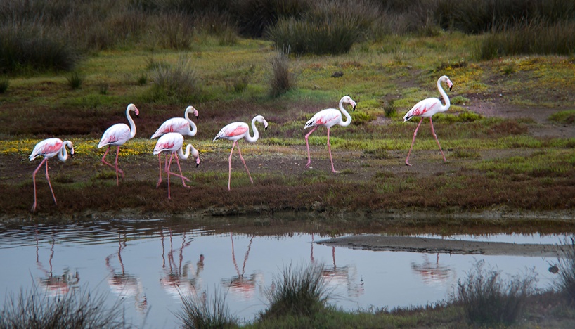 Flamingo vid Kallonigolfen