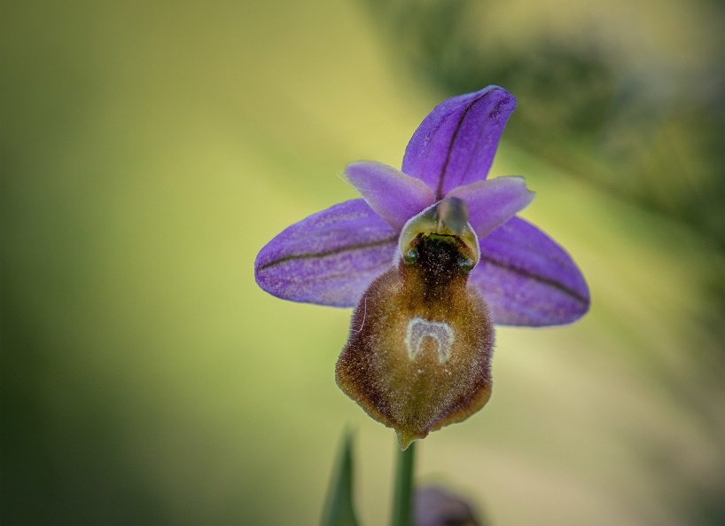 Ophrys lesbis, Lesbos egen Ophrys