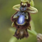 Ophrys speculum (ssp. orientalis)