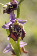 Probably Ophrys saliarisii