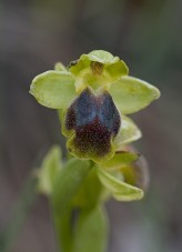 Ophrys persephonae