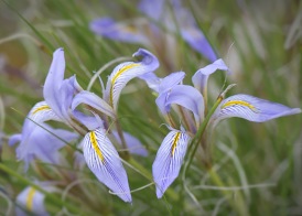 Iris unguicularis (probably)