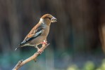 Stenknäck / Hawfinch / Coccothraustes coccothraustes
