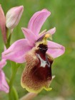 Ophrys x lidbergii, Sicily 2018-04-05 (photo: Mihai Bobocea)