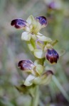 Ophrys phaidra, Kreta april 1998