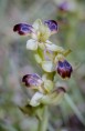 Ophrys fleichmannii, Kreta, Thripti  20007-04-15