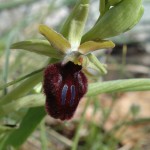 Ophrys promontorii, Gargano (It.) 