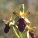 Ophrys promontorii, Gargano (It.) 