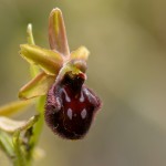 Ophrys promontorii, Abruzzo (It.) 2014-05-18
