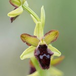 Ophrys promontorii, Gargano (It.) 2016-04-18