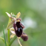 Ophrys promontorii, Gargano (It.) 2016-04-18