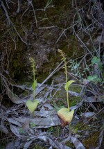 Gennaria diphylla som passerat sitt bästa
