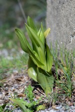 Bockyxne - Himantoglossum hircinum