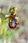 Ophrys speculum ssp. speculum
