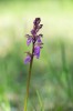 Orchis spitzelii subsp. spitzelii, Gotland (Se.) 2019-05-29