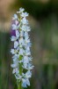 Orchis mascula var. semialba, Gotland 2019-05-29