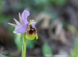 Ophrys tenthredinifera subsp. ficalhoana, Malaga (Sp.) 2019-04-13