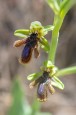 Ophrys_speculum_lusitanica_2